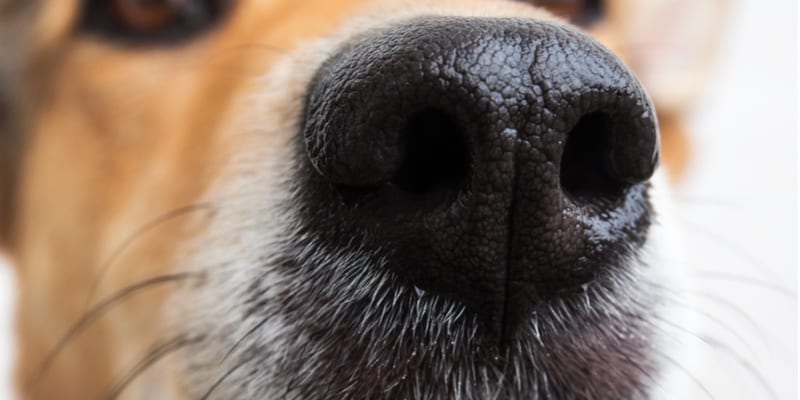 what-is-the-white-spot-on-my-dog-s-nose-what-does-it-mean-fab-pets